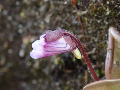 Pinguicula calyptrata, photographed by Nolan Exe