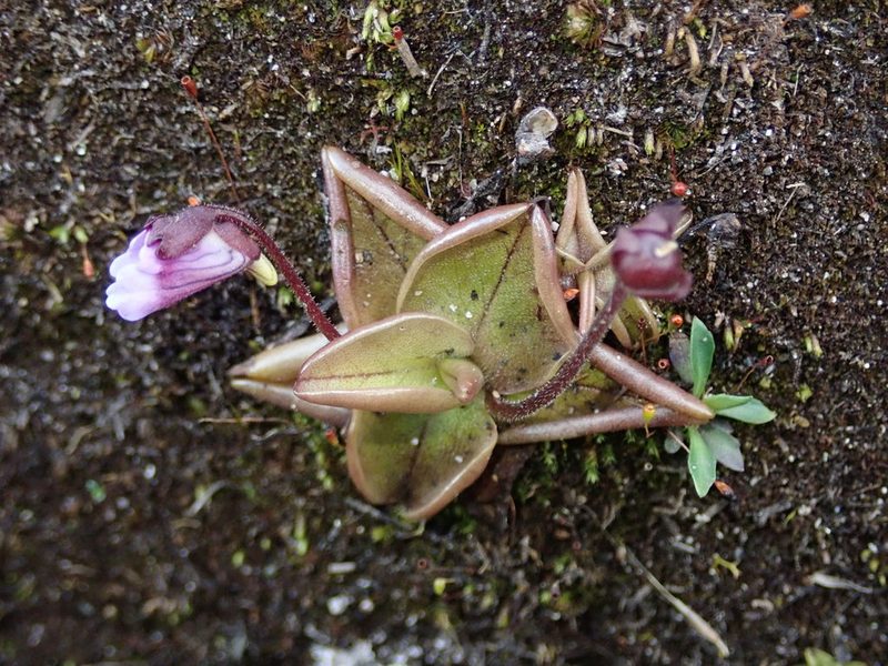 Pinguicula calyptrata, photographed by Nolan Exe