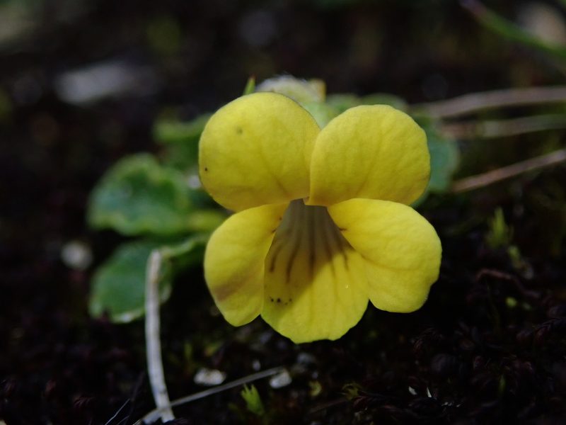 Viola stuebelii, photographed by Nolan Exe