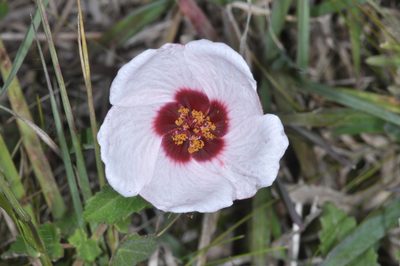 Pavonia aurigloba, photographed by aacocucci