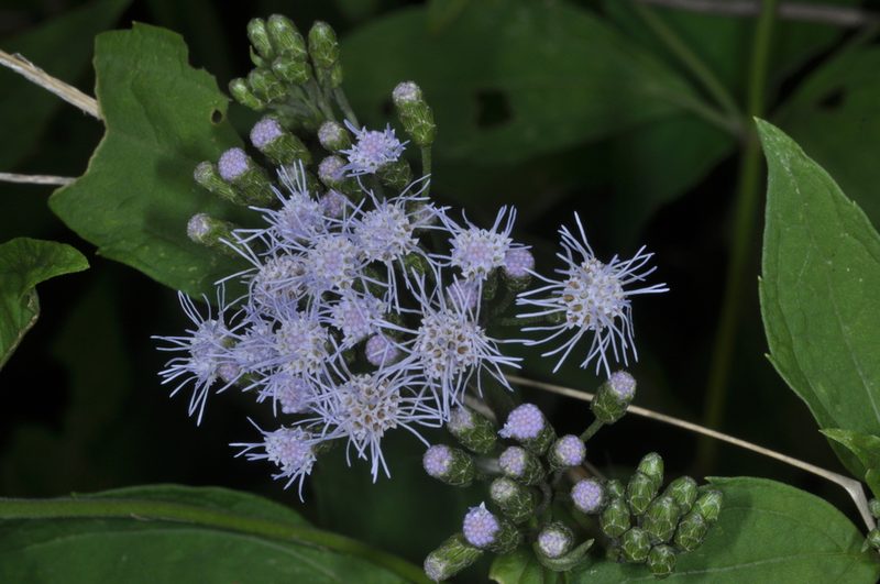 Chromolaena hookeriana, photographed by aacocucci