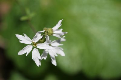 Lithophragma heterophyllum, photographed by Nicholas Wei