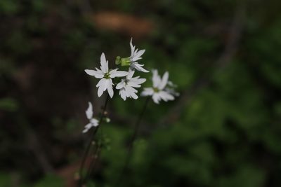 Lithophragma heterophyllum, photographed by Nicholas Wei
