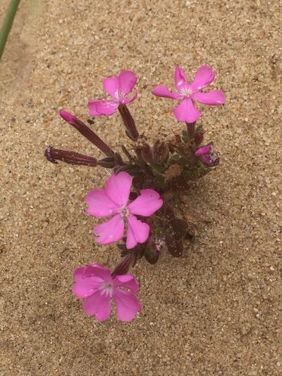 Silene littorea, photographed by Andre Hosper