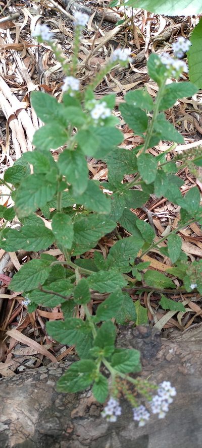 Heliotropium nicotianifolium, photographed by Bahiano Ayala