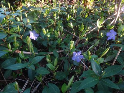 Vinca difformis, photographed by Zeke Marshall