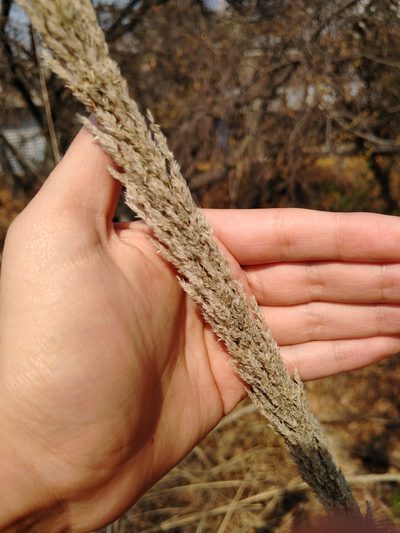 Muhlenbergia robusta, photographed by Jordi Martínez Martínez