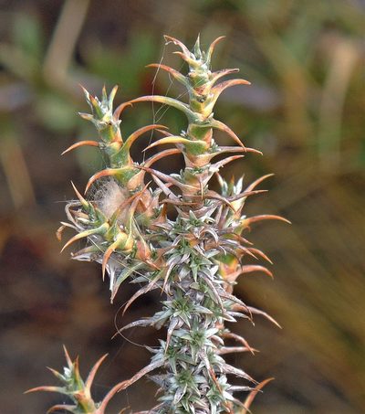 Nassauvia axillaris, photographed by Hugo Hulsberg