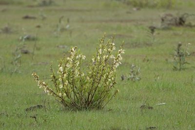 Asimina reticulata, photographed by Claire Herzog