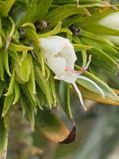 Echium aculeatum, photographed by Jacek Pietruszewski