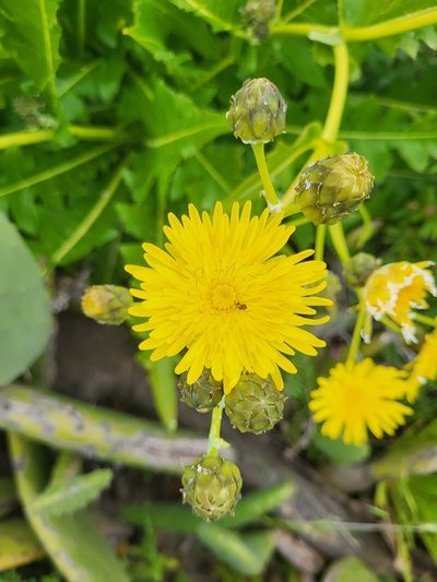 Sonchus hierrensis, photographed by Jacek Pietruszewski