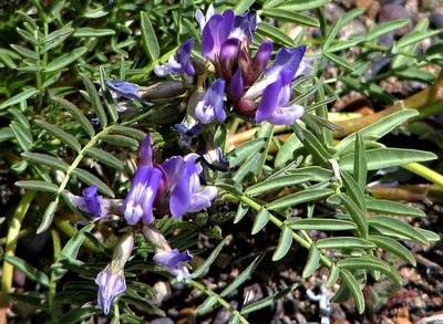 Astragalus cruckshanksii, photographed by Hugo Hulsberg