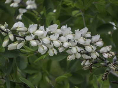 Baptisia alba, photographed by David Hebert