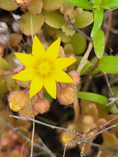 Aichryson parlatorei, photographed by Jacek Pietruszewski