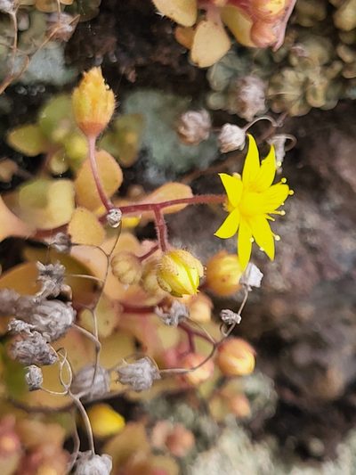 Aichryson parlatorei, photographed by Jacek Pietruszewski