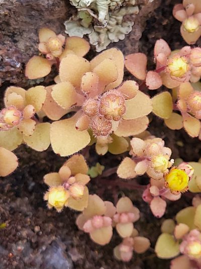 Aichryson parlatorei, photographed by Jacek Pietruszewski