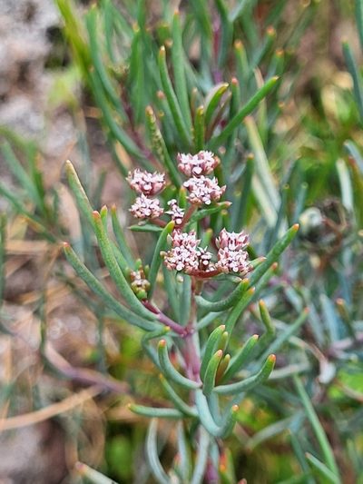 Dicheranthus plocamoides, photographed by Jacek Pietruszewski