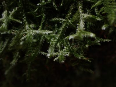 Neckera pennata, photographed by Randal