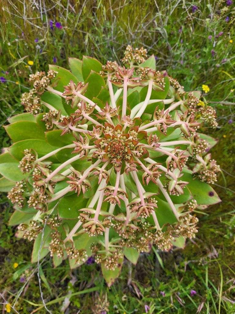 Aeonium appendiculatum, photographed by Jacek Pietruszewski
