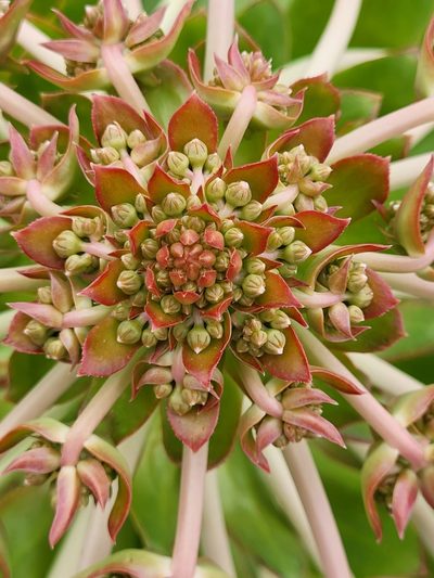 Aeonium appendiculatum, photographed by Jacek Pietruszewski