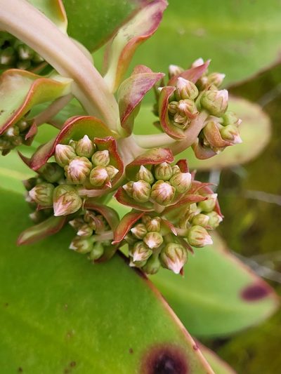 Aeonium appendiculatum, photographed by Jacek Pietruszewski