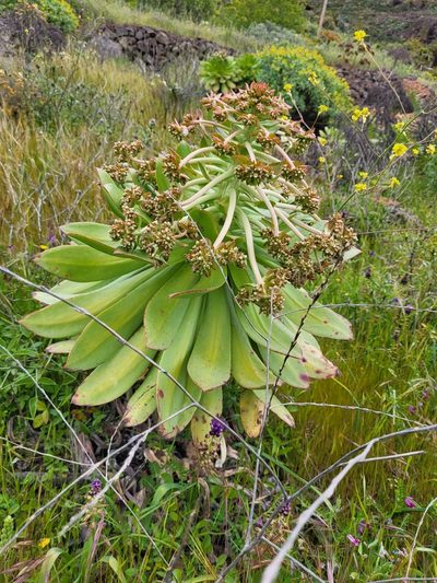 Aeonium appendiculatum, photographed by Jacek Pietruszewski