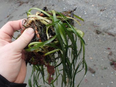 Zostera marina, photographed by Randal