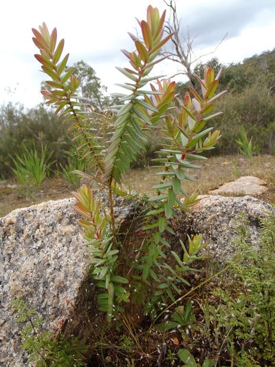 Darwinia citriodora, photographed by Lisa Bennett