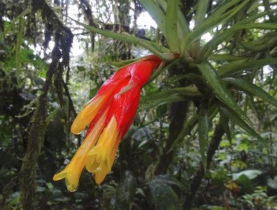 Guzmania angustifolia, photographed by Nancy Overholtz