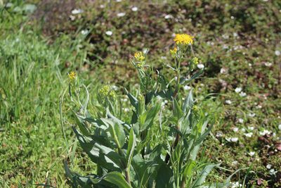 Senecio ampullaceus, photographed by Mimi Posey