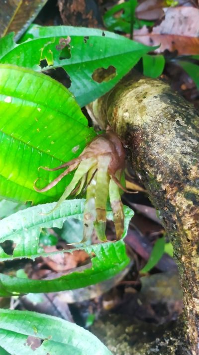 Racinaea spiculosa, photographed by Guillaume Delaitre