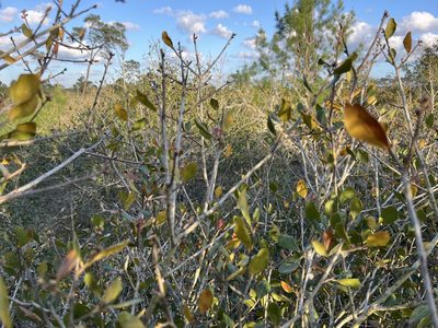 Quercus myrtifolia, photographed by Darren Oh