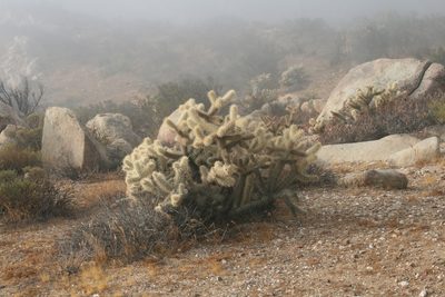 Cylindropuntia wolfii, photographed by Tereso Hernández Morales