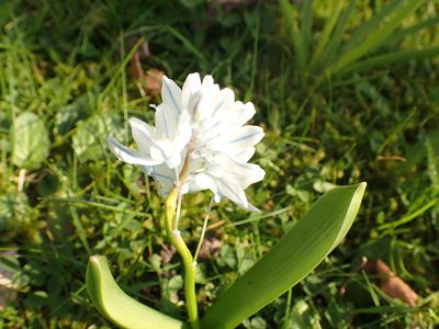 Puschkinia scilloides, photographed by SK53