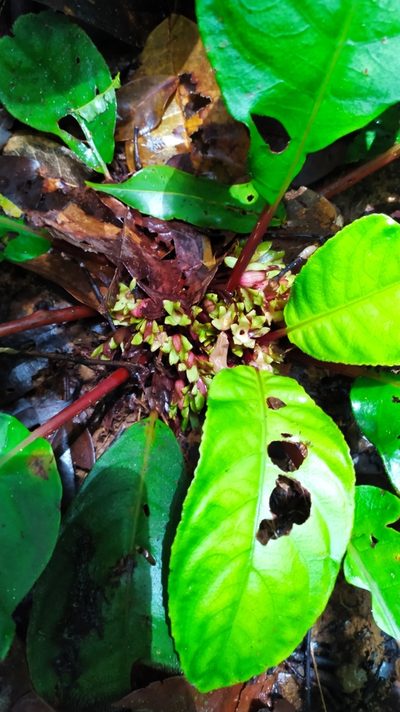 Centrosolenia densa, photographed by Guillaume Delaitre
