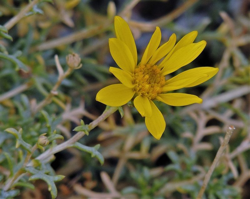 Grindelia anethifolia, photographed by Hugo Hulsberg