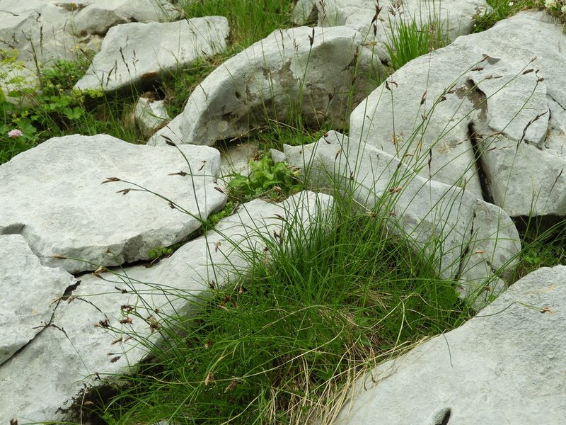 Carex kitaibeliana, photographed by Santiago Martín-Bravo