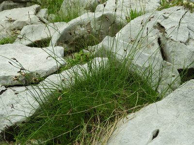 Carex kitaibeliana, photographed by Santiago Martín-Bravo