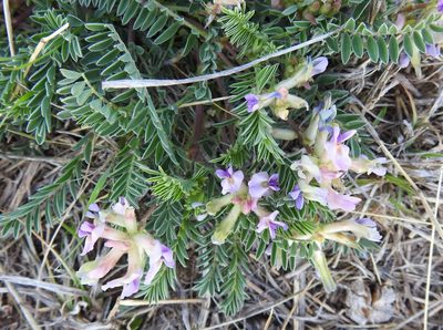 Astragalus crassicarpus, photographed by saltyhiker