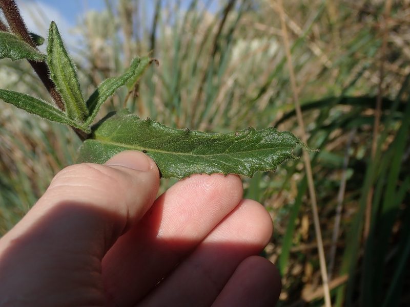 Senecio wedglacialis, photographed by Nolan Exe