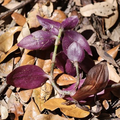 Tradescantia zebrina, photographed by gpete