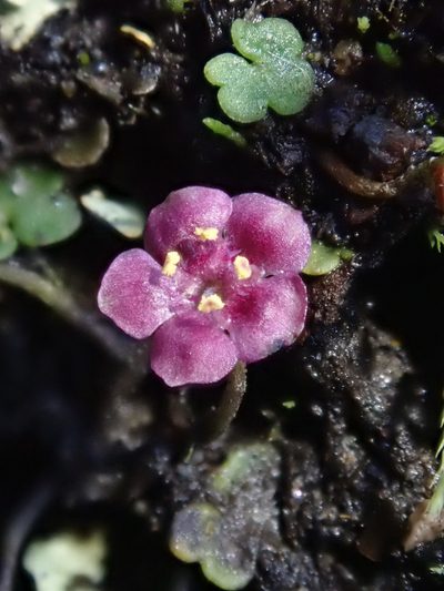 Sibthorpia repens, photographed by Nolan Exe