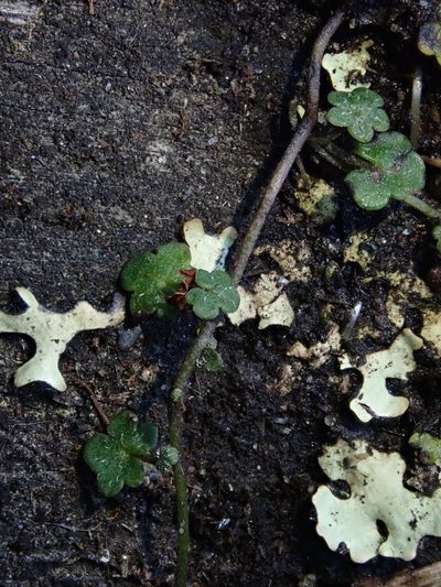Sibthorpia repens, photographed by Nolan Exe