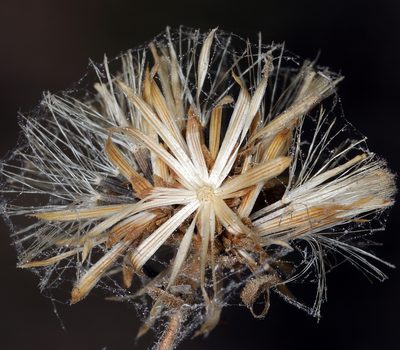 Brickellia microphylla, photographed by Steve Matson