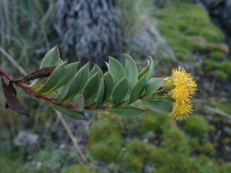 Pentacalia vaccinioides, photographed by Nolan Exe