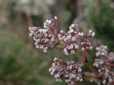 Valeriana microphylla, photographed by Nolan Exe