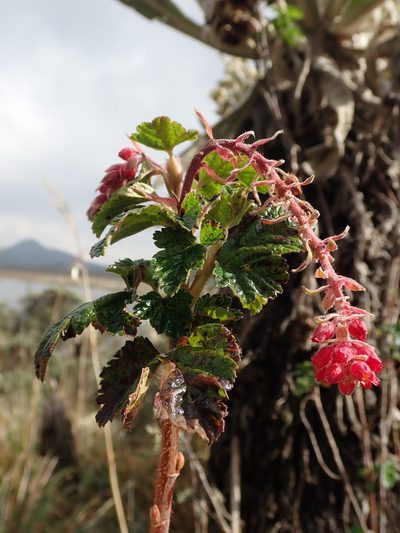 Ribes hirtum, photographed by Nolan Exe