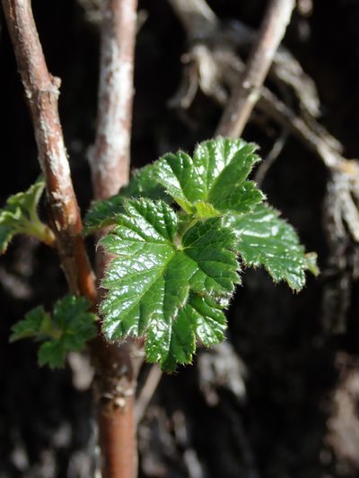 Ribes hirtum, photographed by Nolan Exe