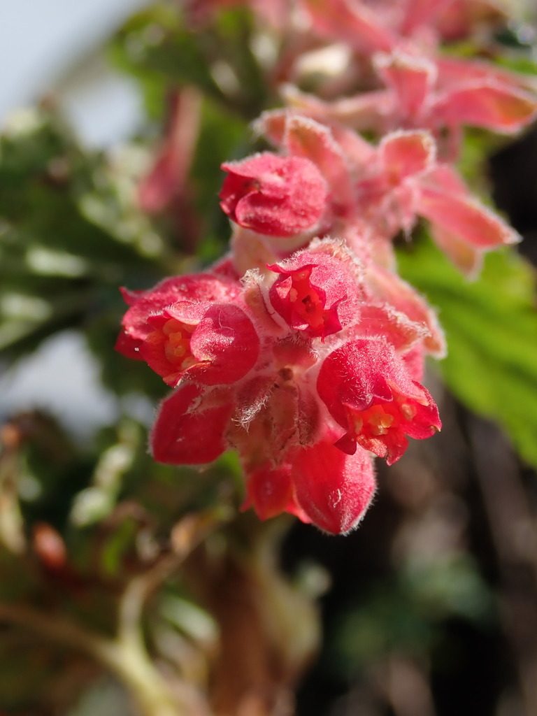 Ribes hirtum, photographed by Nolan Exe