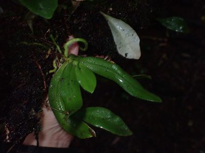 Drymoanthus adversus, photographed by Lisa Bennett